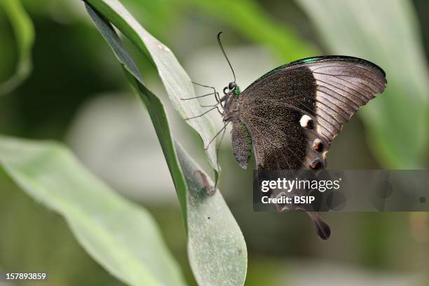 Emerald Swallowtail Adult Emerald Swallowtail , Picture Taken In The Butterfly Greenhouse, The Yvelines, France.Papilio Machaon , Swallowtail ,...