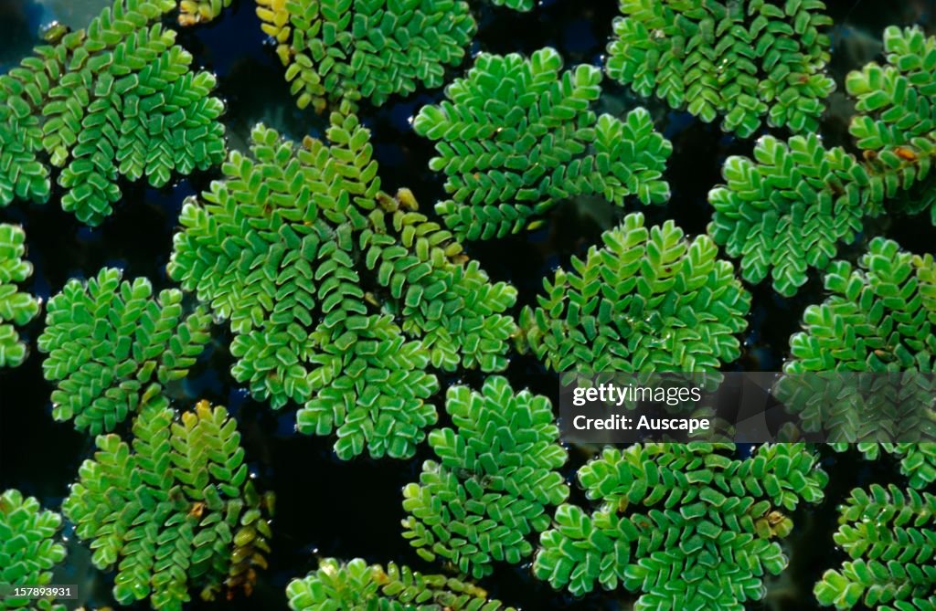 Ferny azolla