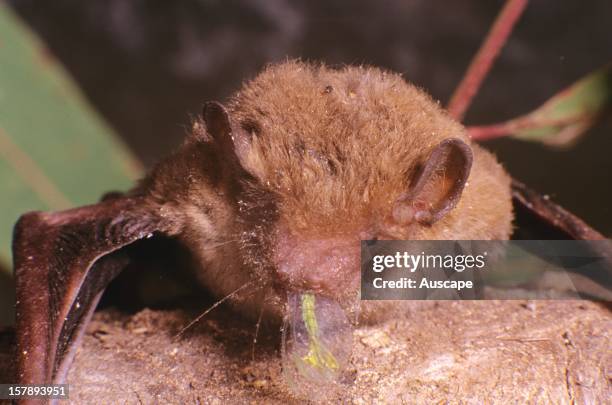 Eastern forest bat , Cecil Plains, southern Queensland, Australia.