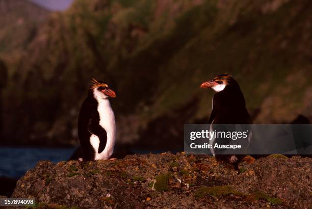 Royal penguin , pair.Macquarie Island, Tasmania, Australian SubAntarctic.