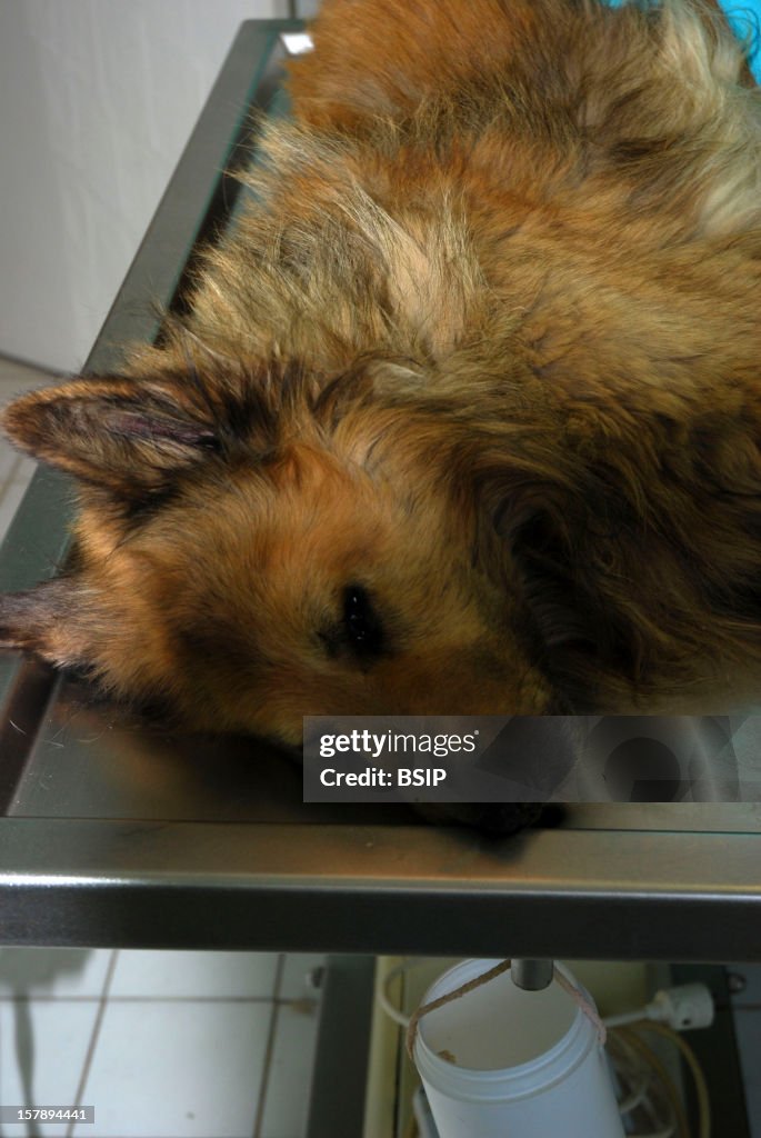 Animal Euthanasia