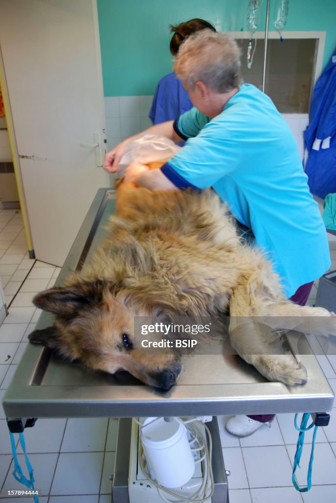 Animal Euthanasia