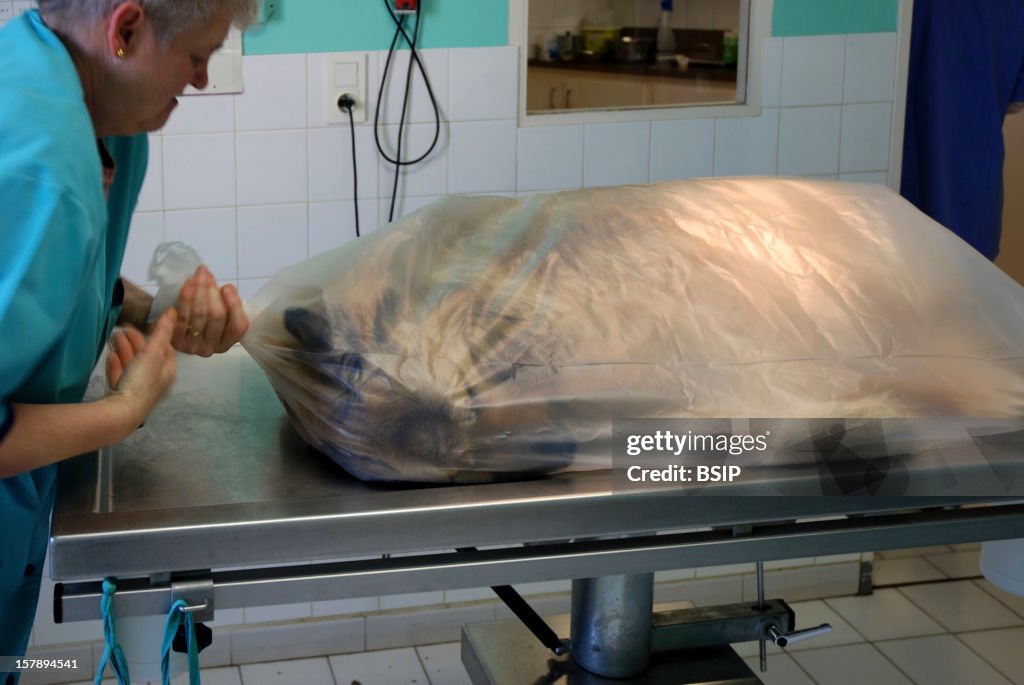 Animal Euthanasia