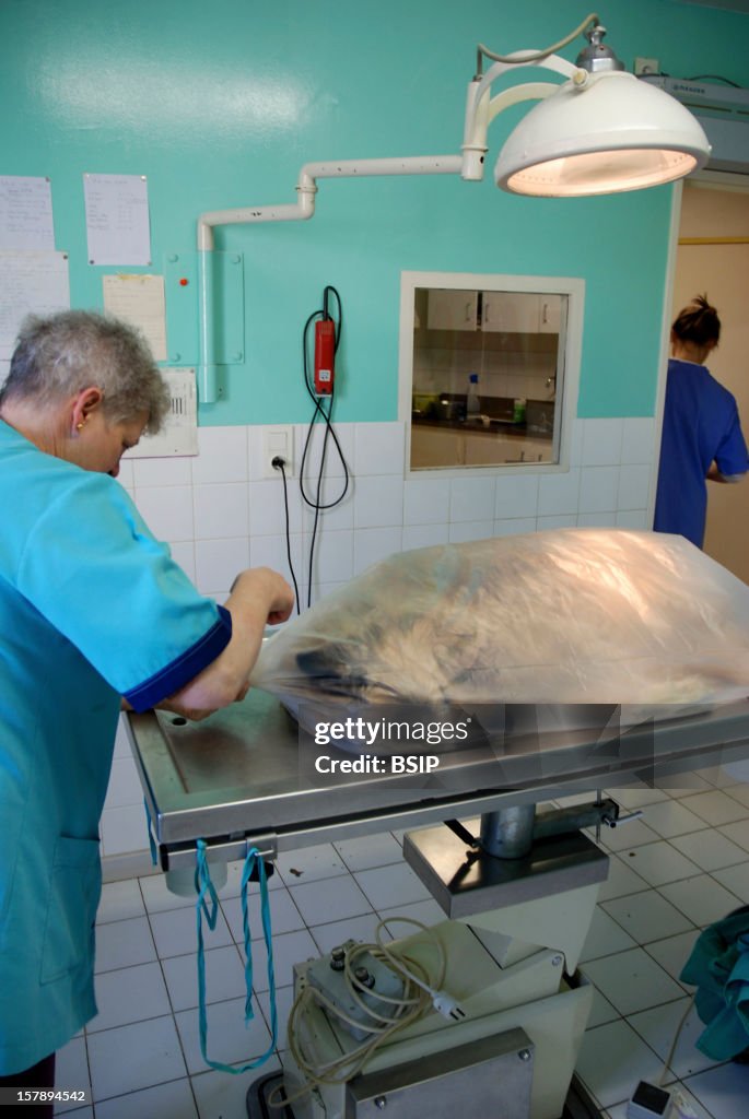 Animal Euthanasia