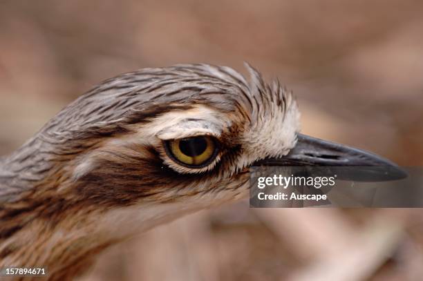 Bush thick-knee , showing vertical protective third eyelid. Geelong, Victoria, Australia.