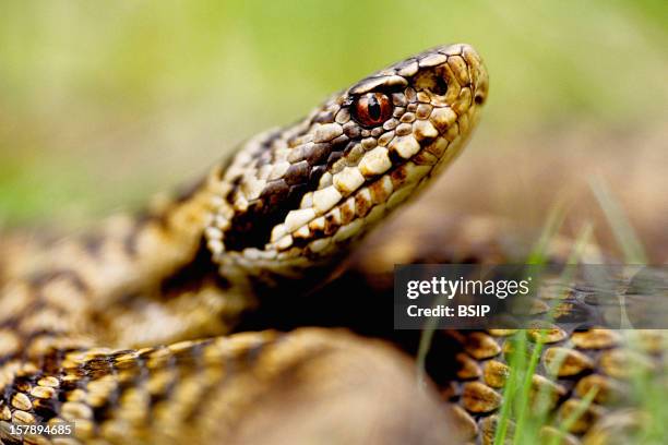 European Asp Snake 45 Asp Viper Vipera Stock Photos, High-Res Pictures, and Images - Getty ...