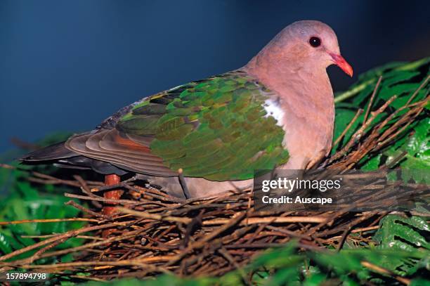 20 State Bird Of Tamil Nadu Photos and Premium High Res Pictures - Getty Images 20 State Bird Of Tamil Nadu Photos and Premium High Res Pictures - Getty Images