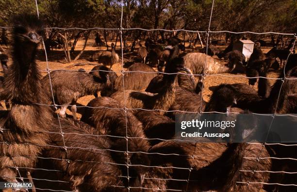 Emus ,large group in enclosure on Talyala Emu FarmMurray Bridge, South Australia.