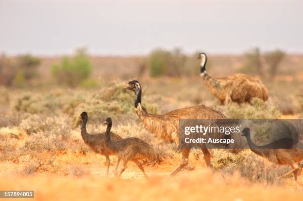 Emu In Bush 78 Emu Bush Stock Photos, High-Res Pictures, and Images - Getty Images