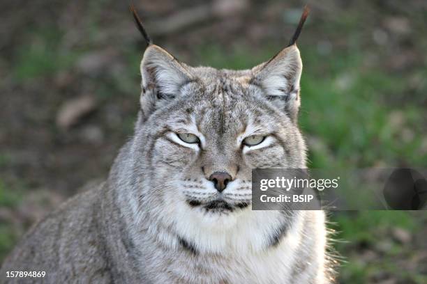 Canada Lynx Canada Lynx Lynx Canadensis , Canada Lynx , Lynx , Feline , Mammal