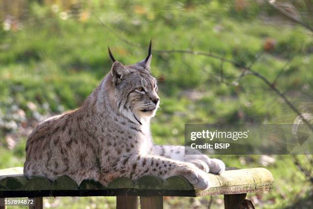 Canada Lynx Canada Lynx Lynx Canadensis , Canada Lynx , Lynx , Feline , Mammal