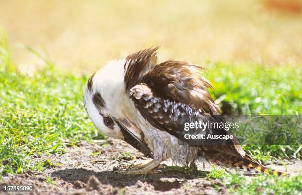 Laughing kookaburra , ruffling feathers and rubbing mud on breast. Fraser Island, Queensland, Australia.