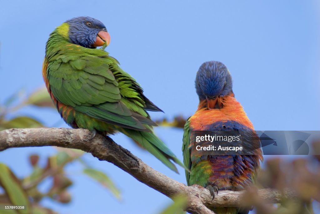 Rainbow lorikeets