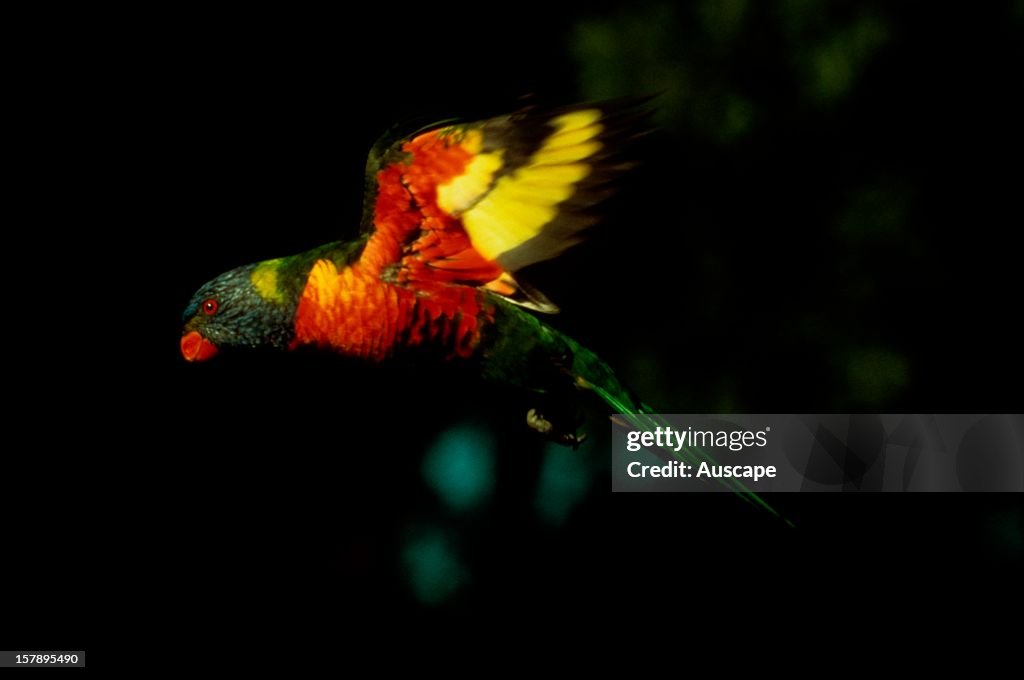 Rainbow lorikeet