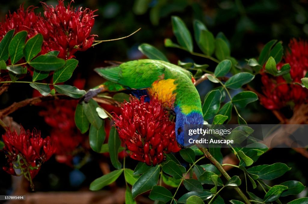 Rainbow lorikeet