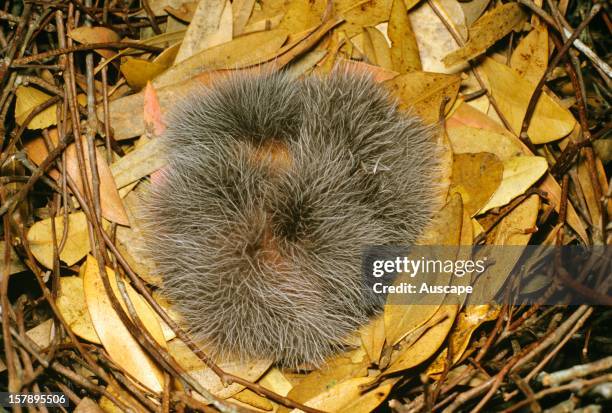 Satin bowerbird , sleeping chicks in nest. Southern Queensland, Australia.