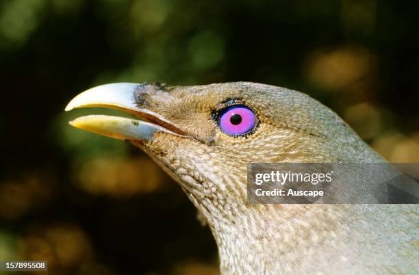 Satin bowerbird , female, head in profile. Lamington National Park, southern Queensland, Australia.