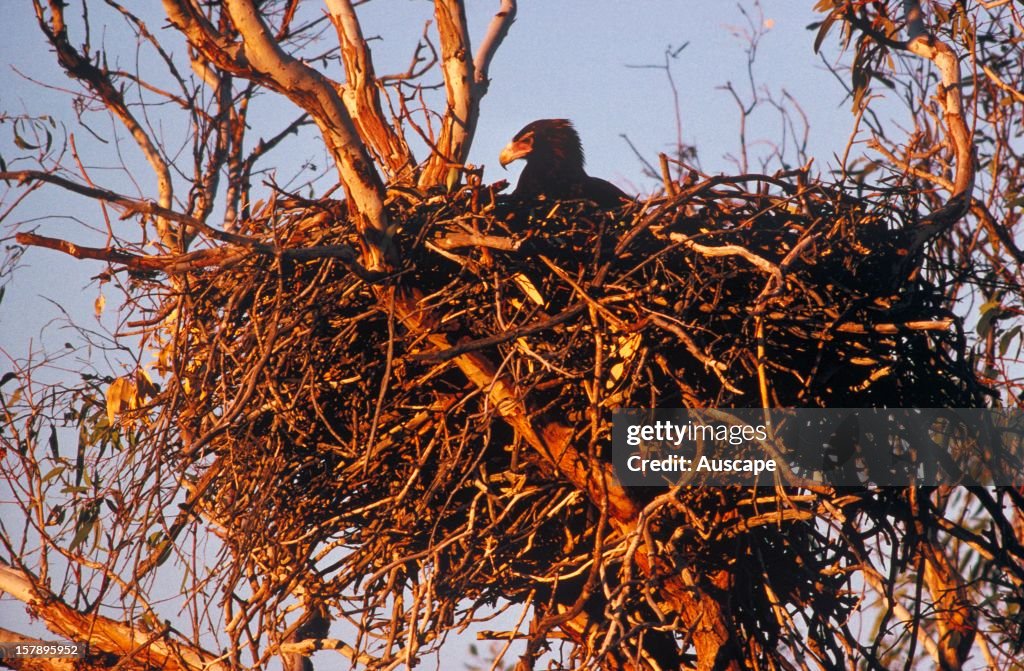 Wedge-tailed eagle
