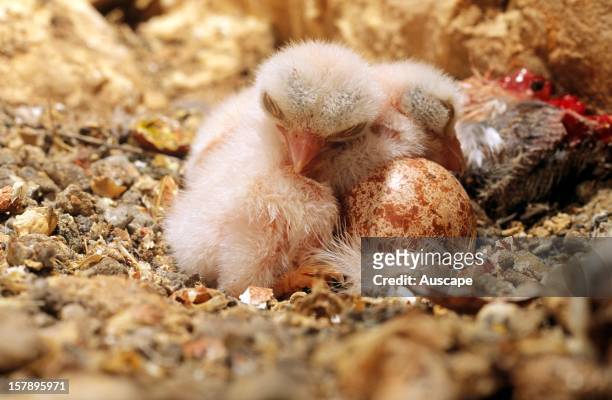 Nankeen kestrel , nest with two chicks, one of them dead, and one egg. Inside sinkhole, Nullarbor Plain, South Australia.