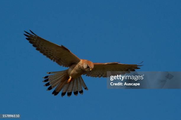 Nankeen kestrel , hovering while searching for prey. Australind, Western Australia.