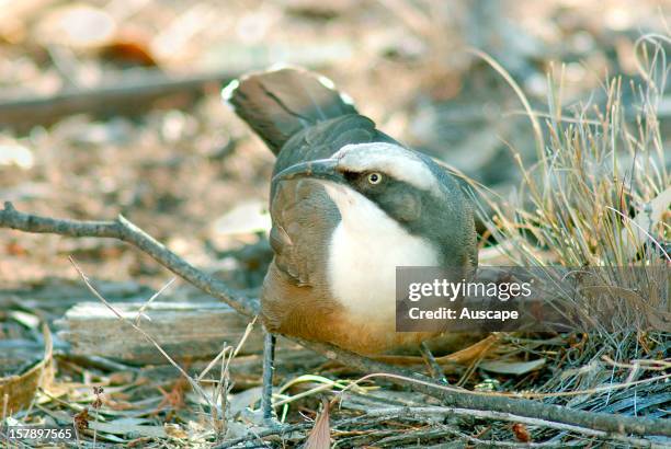 Grey-crowned babbler , in open woodland. Western Darling Downs, Queensland, Australia.