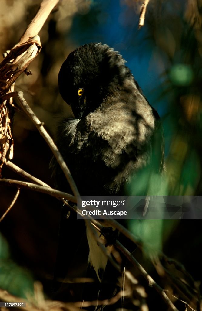 Pied currawong