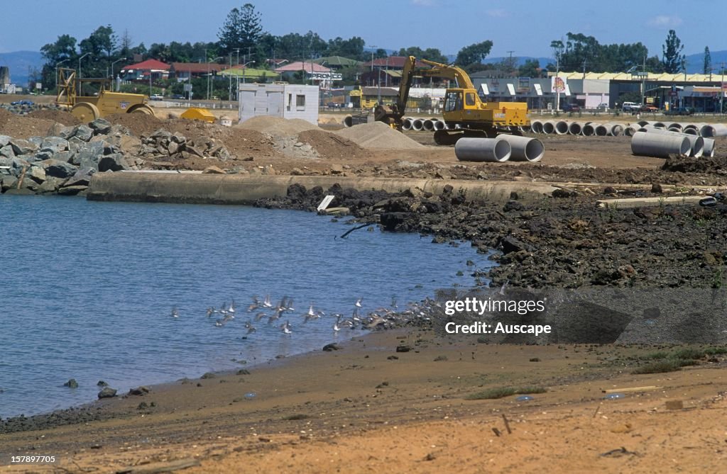 Curlew sandpipers