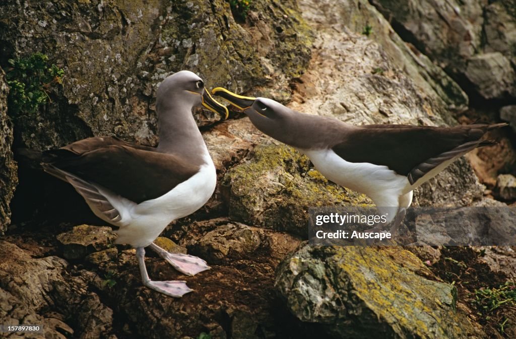 Pacific albatross