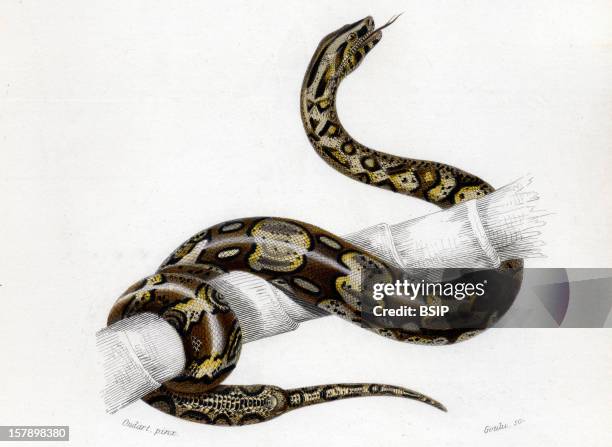 Boid Snake Chocking Snake Photos and Premium High Res Pictures - Getty Images