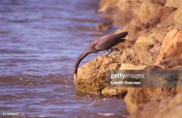 Eastern reef egret , showing the long neck essential for hunting fish from the rock or coral reefs it inhabits. This tactic lessens the chance of...