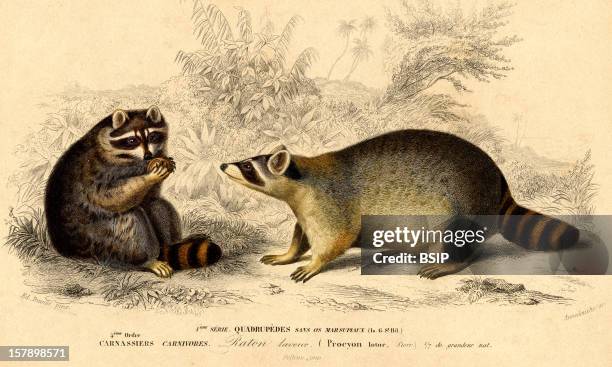 Ancient Racoon Procyonid Photos and Premium High Res Pictures - Getty Images