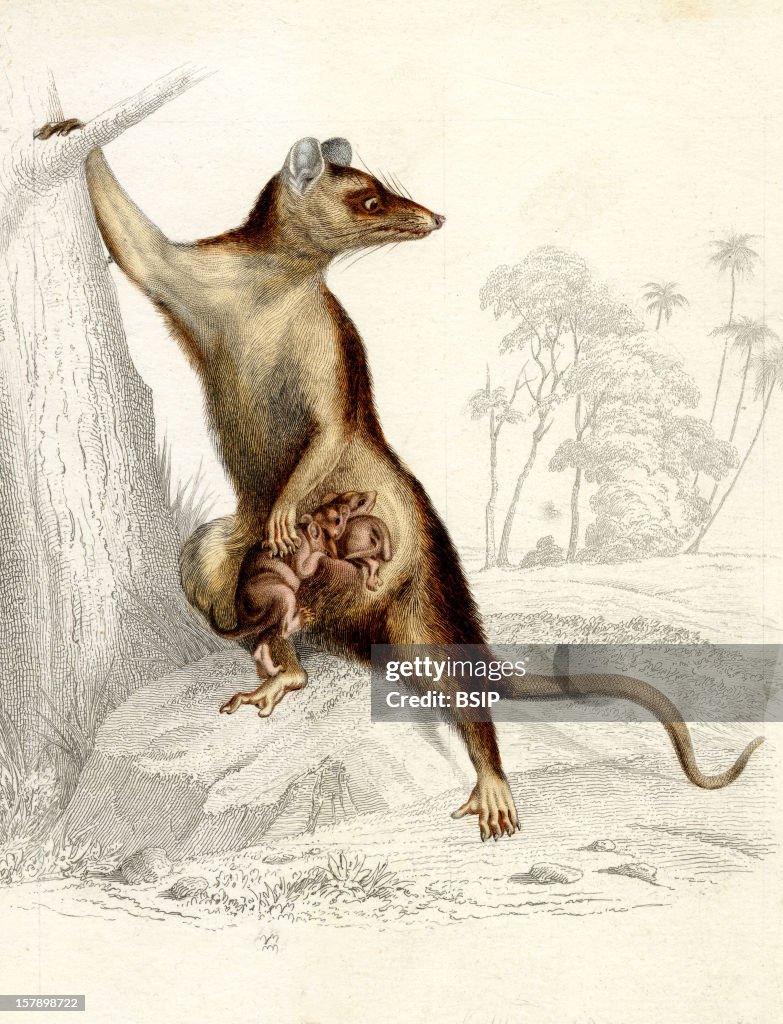 Gray Four Eyed Opossum