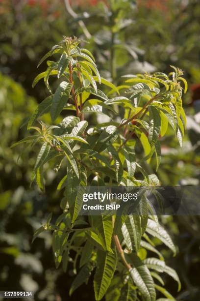 Lemon Verbena Lemon Verbena .