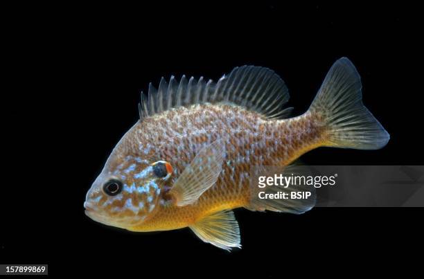 Pumpkinseed Pikeperch, Sander Lucioperca.Lepomis Gibbosus , Pumpkinseed , Centrarchidae , Freshwater Fish , Bony Fish , Fish