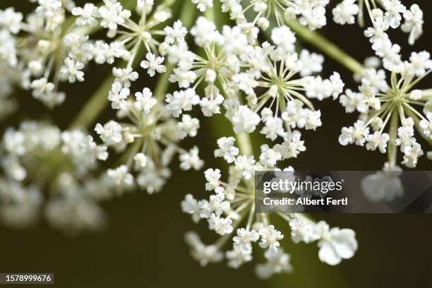 anthriscus sylvestris - chervil stock pictures, royalty-free photos & images