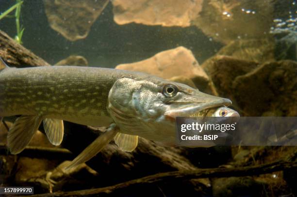 Northern Pike Northern Pike, Esox Lucius.Esox Lucius , Northern Pike , Pike , Esocid , Bony Fish , Fish