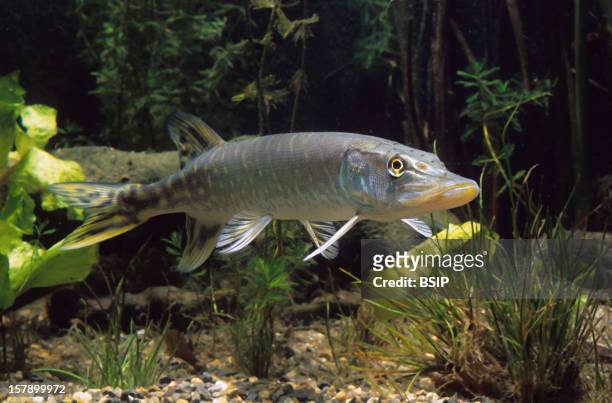 Northern Pike Northern Pike, Esox Lucius.Esox Lucius , Northern Pike , Pike , Esocid , Bony Fish , Fish