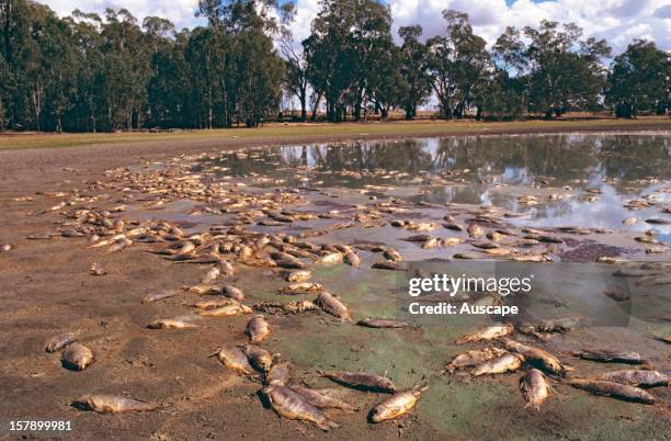 European carp , stranded in billabong near Murrumbidgee River,New South Wales, Australia.