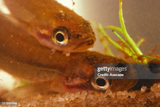 Mud minnows , freshwater fish about 6 cm long, endemic to southwest WA. Pemberton, Western Australia.