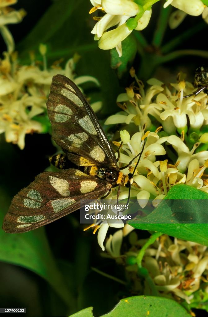 Tiger moth