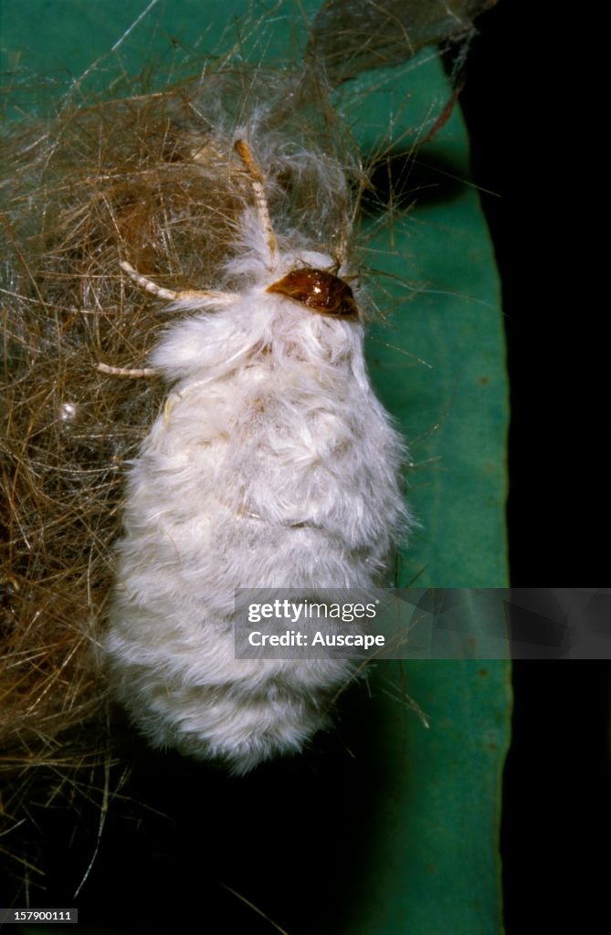 A tussock moth