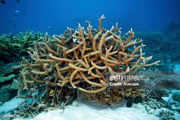 Reef scene with fish and branching corals , Wheeler Reef, Great Barrier Reef off Townsville, Queensland, Australia.