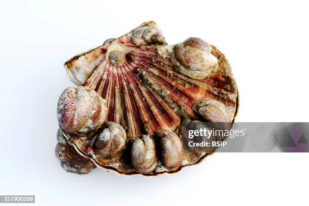 Slipper Shell Stack Bivalves Lamellibranchia Photos and Premium High Res Pictures - Getty ...