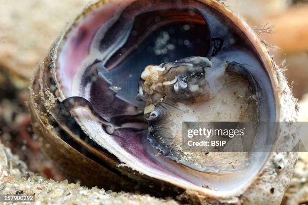 Slipper Shell Stack Common Slipper Shell Photos and Premium High Res Pictures - Getty Images