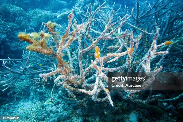 Dead hard coral , overgrown with algae and sponges. Wheeler Reef, Great Barrier Reef off Townsville, Queensland, Australia.