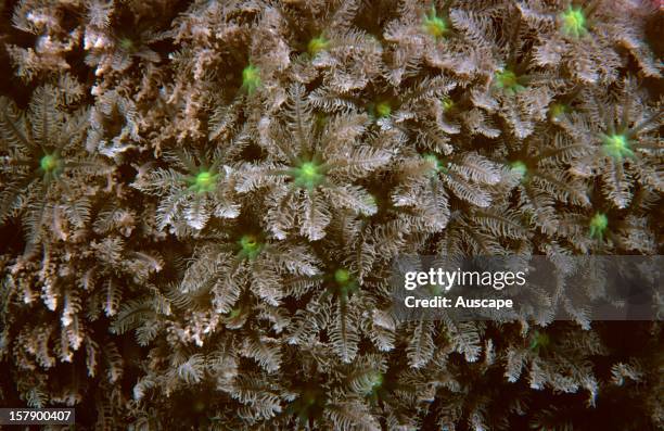 Organ pipe coralFungia fungitesIndian and Pacific Oceans.