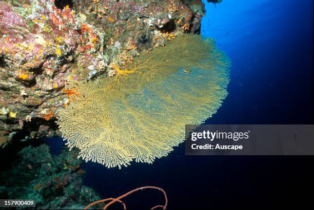 Sea fan , on an underwater cliff face . Solomon Islands.