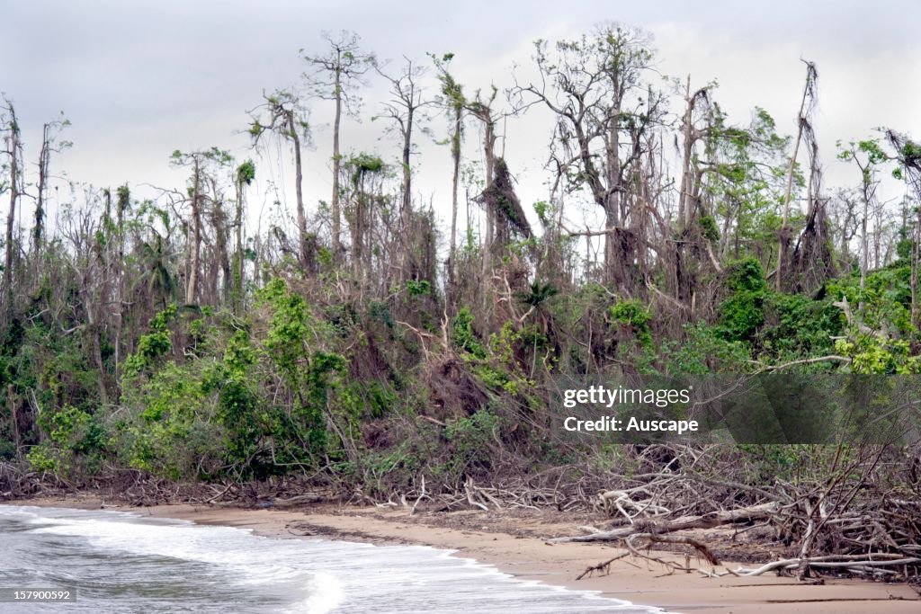 Rainforest destroyed by Cyclone Larry