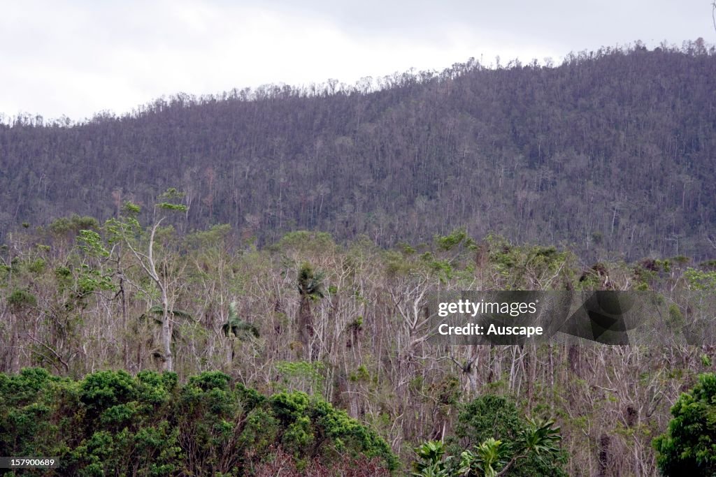 Rainforest destroyed by Cyclone Larry