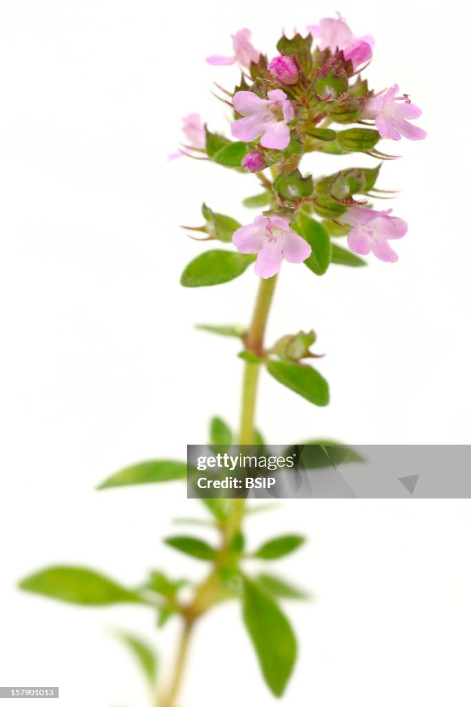Thyme